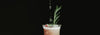 Specialty Syrups